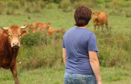 Une éleveuse dans un champ, de dos, avec ses vaches.