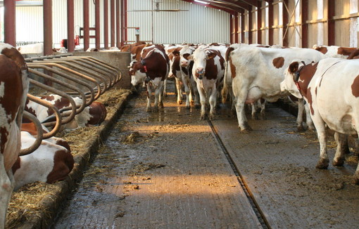 Des vaches dans un bâtiment d'élevage.