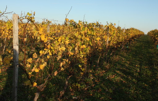 Vignes.