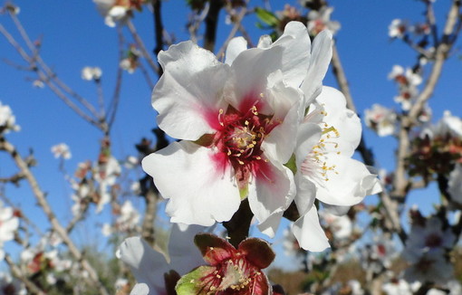 Fleur d'amandier