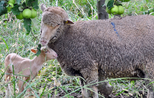 Une brebis et son agneau dans une pommeraie.