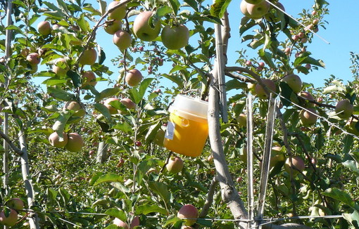 Branche de pommier dans laquelle est accrochée un récipient contenant du sucre.