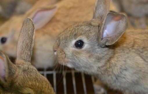 Lapins en cage