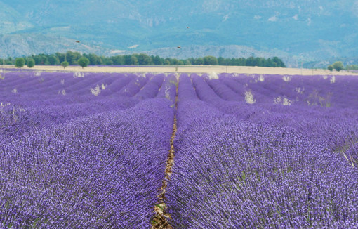 Champ de lavandin