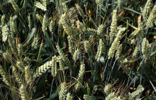 Mélange de cinq variétés de blé