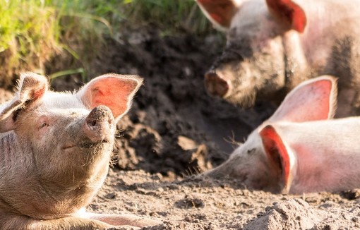 Des porcs assis sur le sol en pleine détente