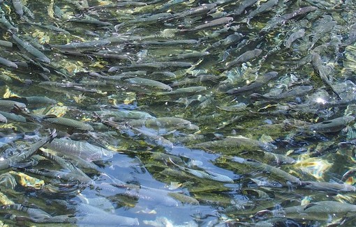 Pisciculture des Sources (@PisciculturedesSourcesLaruns64