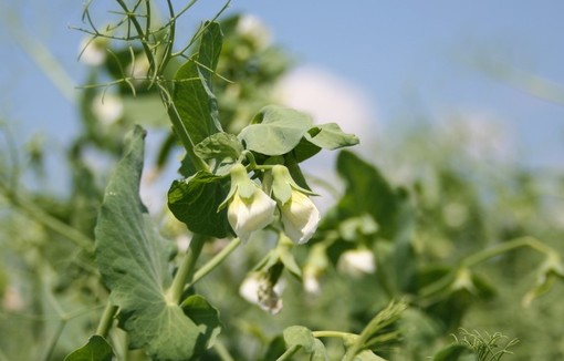 Pois protéagineux en fleur