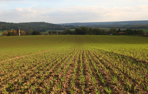 Champ de blé