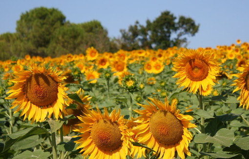 Tournesol en fleurs