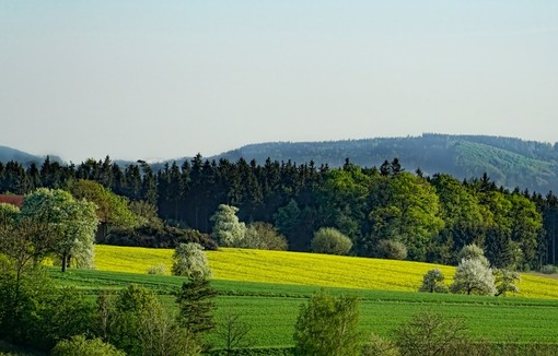 Champ de colza