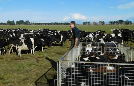 Élevage de vaches en plein air en Nouvelle-Zélande.