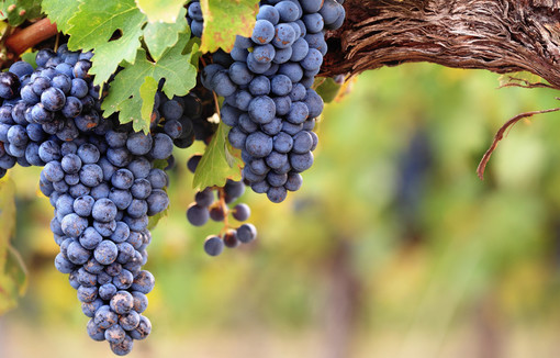 Dans le sud de la France le monde viticole fait face à une crise historique. (c)andrewhagen  