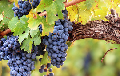 Comité National des Interprofessions des Vins à appellation d’origine et à indication géographique (CNIV).