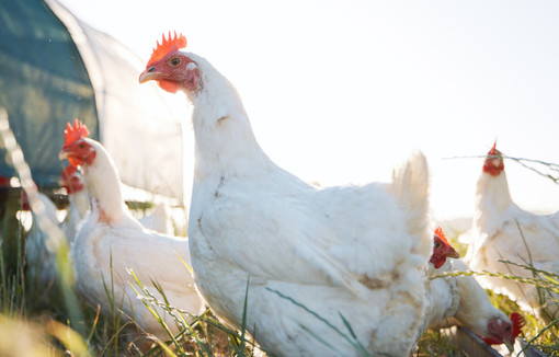 Nutrition animale : les professionnels misent sur la bonne dynamique de l’élevage français