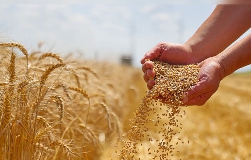 Le marché de blé tendre 2024 en France