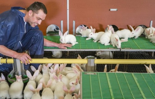 Les élevages alternatifs représentent tant 10 % des élevages actuellement. Crédit : CLIPP/Rodolphe MARICS. Les élevages alternatifs représentent tant 10 % des élevages actuellement. Crédit : CLIPP/Rodolphe MARICS.