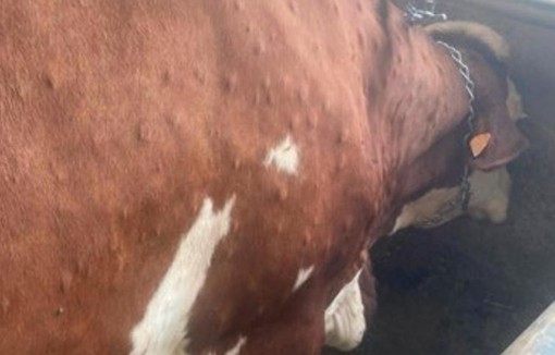 Dermatose nodulaire contagieuse (DNC) : Annie Genevard réunit le Parlement du sanitaire et prend des mesures renforcées sur les mouvements de bovins. Dermatose nodulaire contagieuse (DNC) : Annie Genevard réunit le Parlement du sanitaire et prend des mesures renforcées sur les mouvements de bovins.