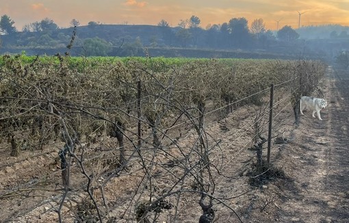 Parcelles de vignes de Romain Coutarel, Mailhac.