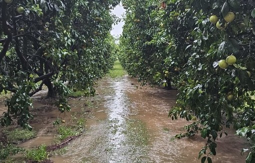 Une grande partie du verger de l'exploitation agricole de Flaviu Filidori entièrement sous les eaux après les récentes intempéries en Haute-Corse. Crédit : Flaviu Filidori