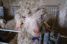 Chèvre Angora.