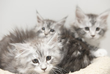 Les chatons resteront jusqu'à leurs trois mois à la chatterie.