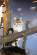 Les chats ont un espace extérieur grillagé.