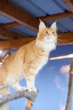 Les chats ont un espace extérieur grillagé.