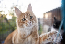 Les Maine Coon ont des pattes puissantes.