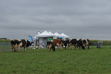 Vaches présentes sur le pôle animal