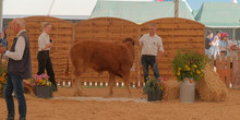 Concours bovins.