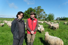 Delphine et Fabien apprécient passer du temps au sein de leur troupeau ovin, qu'ils laissent pâturer librement dans les prairies environnantes de l'exploitation. 