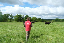 Parcours des prairies où évoluent les Limousines et les Angus, nourries selon un système herbager.