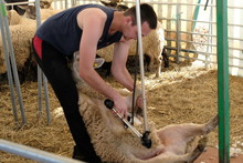 Petits et grands ont pu assister à la tonte des moutons. 