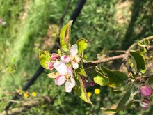 Fleur de pommier