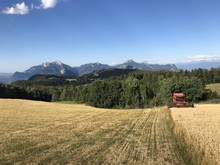 Moisson du triticale bio (Saint-Nizier-du-Moucherotte, 38) © Jérémy Jallat 