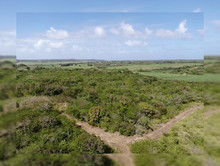 Forêt sèche.