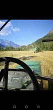 Moisson du triticale (L'Argentière-la-Bessée, 05) 