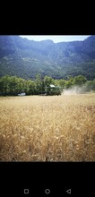 Moisson du triticale (L'Argentière-la-Bessée, 05) 