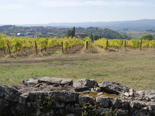 Le vignoble de Diana Lenzi situé en Toscane