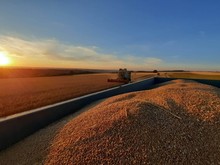 Moisson au Pays des Trois Frontières de Moselle (57)