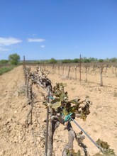 Vignes brulées