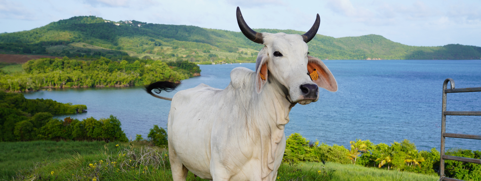 Biguine, une égérie pas comme les autres.