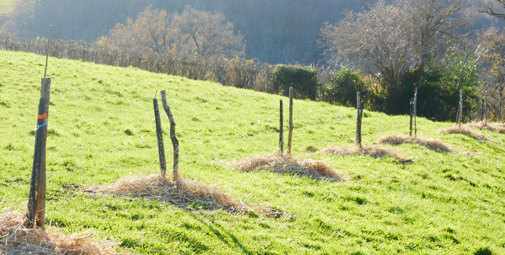 Châtaigniers agroforesterie