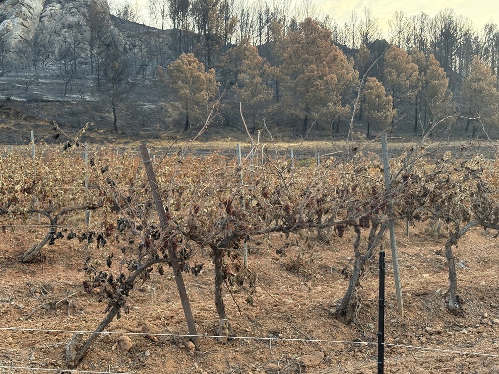 Vignes de Baptiste Cabal : souillées par la fumée, avec quatre hectares brûlés. Vignes de Baptiste Cabal : souillées par la fumée, avec quatre hectares brûlés.