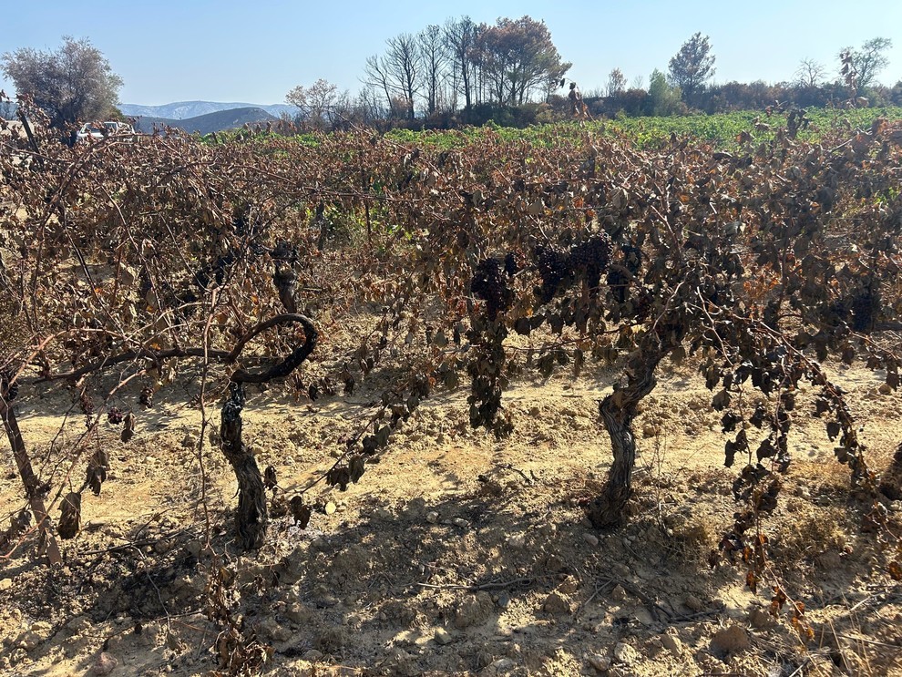 Vendanges souillées par la fumée. Crédit : Nicolas Tricoire Vendanges souillées par la fumée. Crédit : Nicolas Tricoire