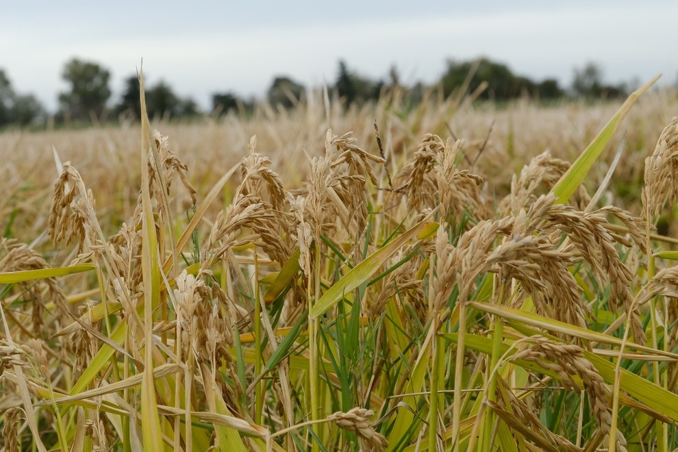 Riz prêt à être récolté. 