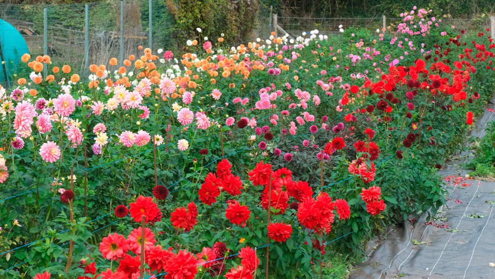 Ferme florale Ferme florale
