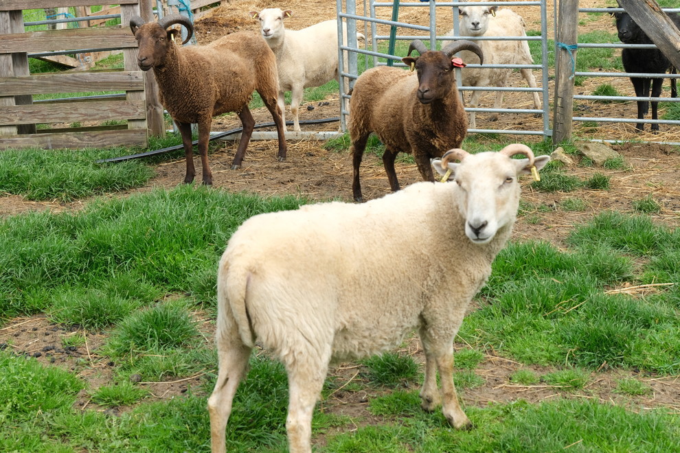 Moutons Shetland.