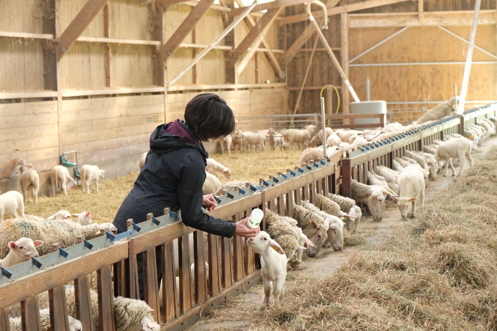 Dans la bergerie, Delphine s'occupe d'un agneau de quelques jours. Dans la bergerie, Delphine s'occupe d'un agneau de quelques jours.